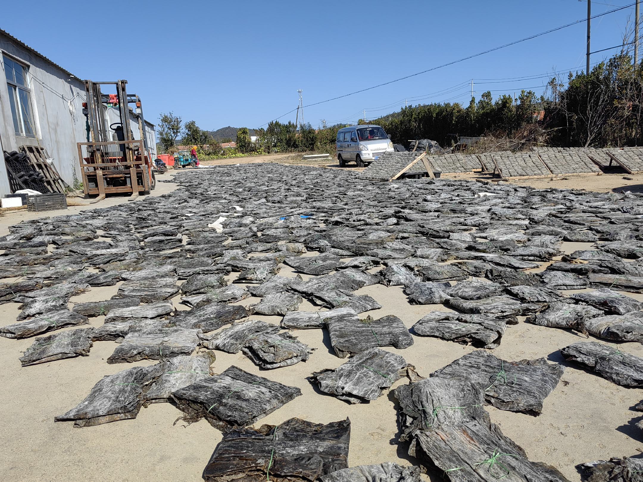 展示中国、日本、韩国干海带加工场景的对比图 干海带在不同国家的加工方式