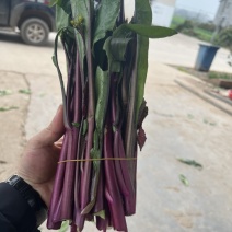 【推荐】湖北红菜苔大量供应新鲜采摘对接全国市场