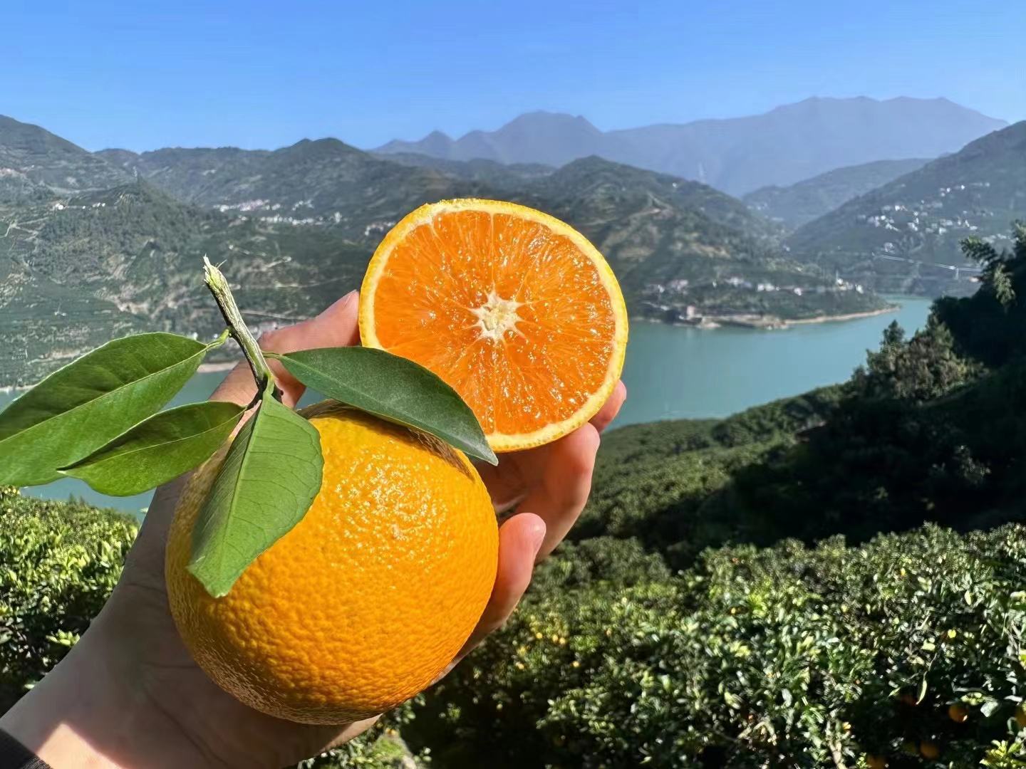 一张高质感秭归橙子海报:画面中央为三枚新鲜采摘的秭归脐橙特写,果皮橙红光洁、带有自然蜡质光泽,一枚切开展示饱满多汁的果肉与清晰维管束;背景虚化呈现秭归三峡库区梯田式橙园,山势蜿蜒、云雾缭绕,右下角嵌入‘中国秭归·世界脐橙之乡’金色徽标及二维码;整体色调温暖明快,兼具乡土气息与现代设计感 秭归脐橙丰收实景海报设计稿