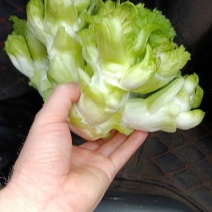 儿菜