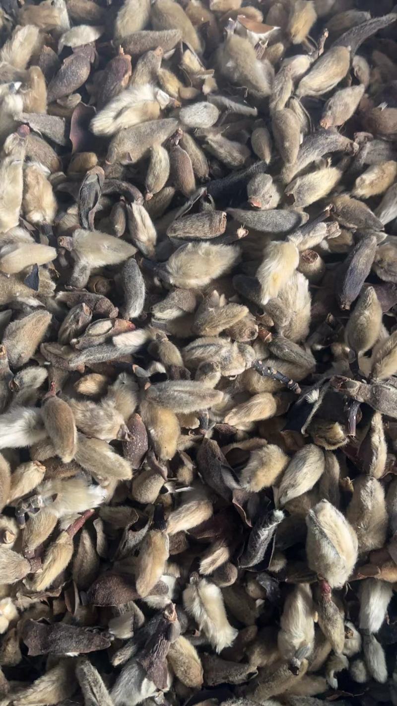 辛夷包煎之前要泡一下吗为什么在线 辛夷包煎之前要泡一下吗为什么在线