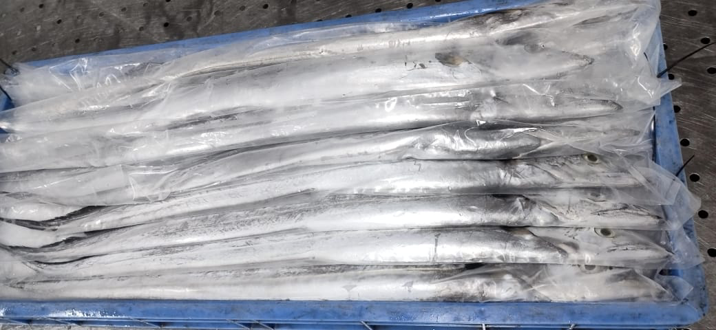 带鱼冷冻保存示意图