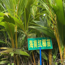 便宜出售椰子苗。