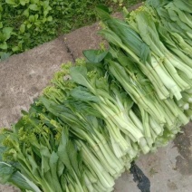 新上市贵州迟菜心