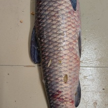 草鱼，青鱼