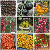 圣女果苗樱桃番茄苗小圣女果贝贝千禧小红