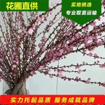 麦李干枝珍珠李水培插花红花白花麦李树苗枝条产地批发