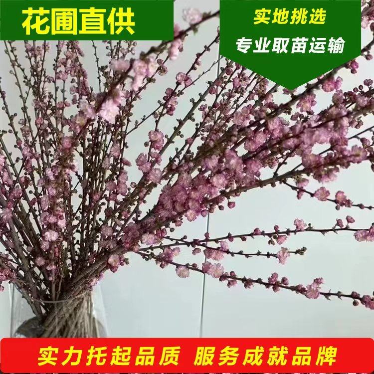 [麦李批发]辽宁铁岭开原市麦李 0.30元/棵麦李干枝 珍珠李水 _ 一亩田