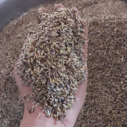 热门地区苍术种子行情