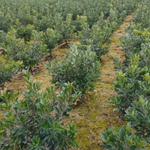 2公分台梅杯苗一手货源苗农户自产自销欢迎点赞关注。
