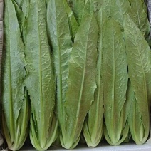 【油麦菜】河北基地直发，品质保证，货源充足，量大从优