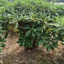浙江结香小苗优质原产地量大从优。
