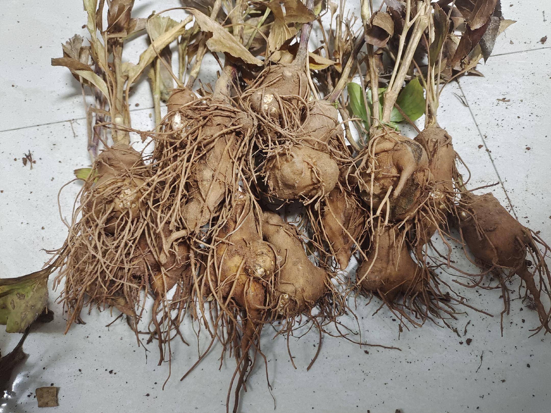 丹参药材特写