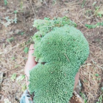 云南:苔藓植物