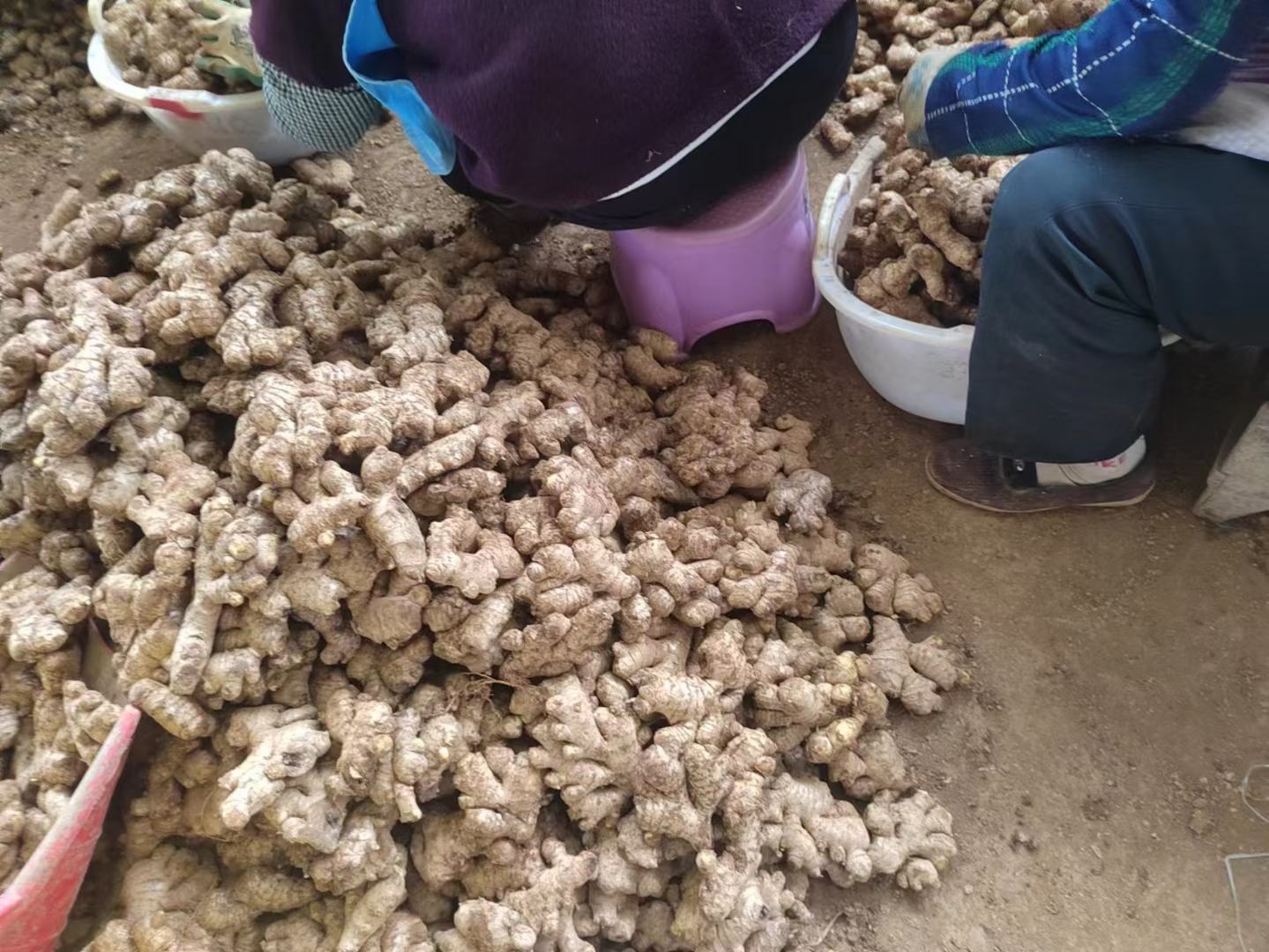 一位农民正在田间整理堆放的姜母,背景为翻松的土壤和整齐的垄沟,姜母被整齐摆放在竹筐中,部分已切块准备播种,展现传统种植场景 农家种植姜母场景