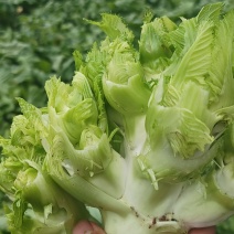 儿菜