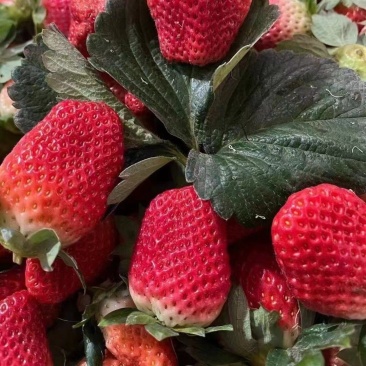 黔莓草莓 四川产地供应一手货源 品质保证诚信经营欢迎致电