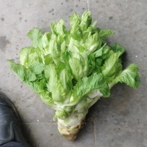 儿菜基地直销