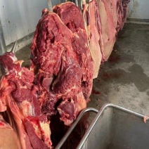 鲜马肉，纯干货，剃工板正，精修去油，带皮去皮都有，可柜接