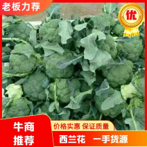 河北精品西兰花，量大从优，欢迎各位老板随时致电咨询洽谈合