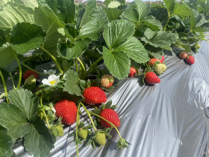 一片温室内的奶油草莓种植园,绿叶间点缀着鲜红的草莓果实,一名游客正在弯腰采摘,阳光透过棚顶洒下,营造出温暖清新的田园氛围 奶油草莓果园采摘场景