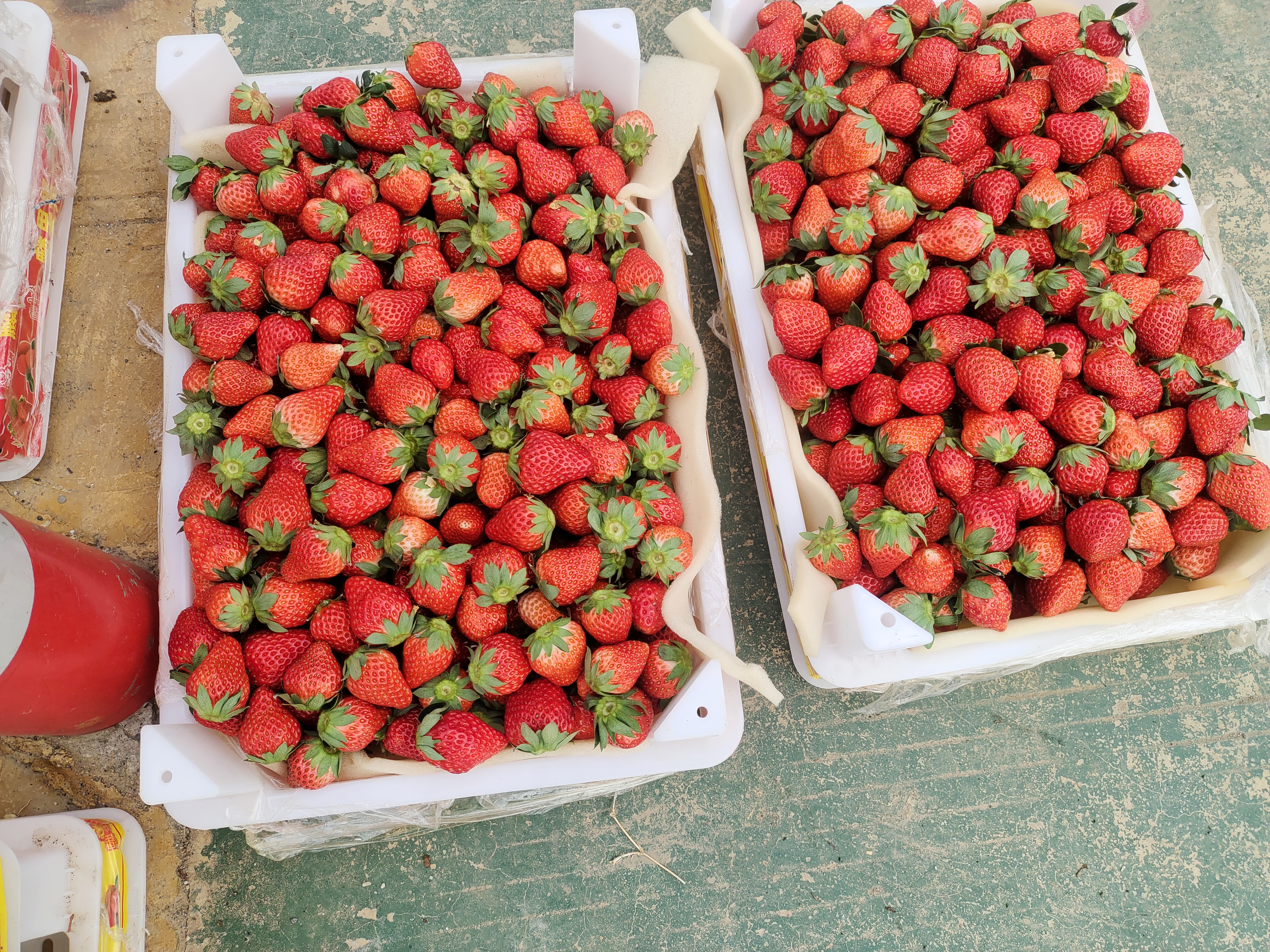 挑选新鲜奶油草莓