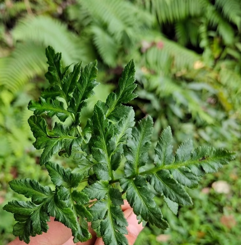 中草药一朵云不干40一斤