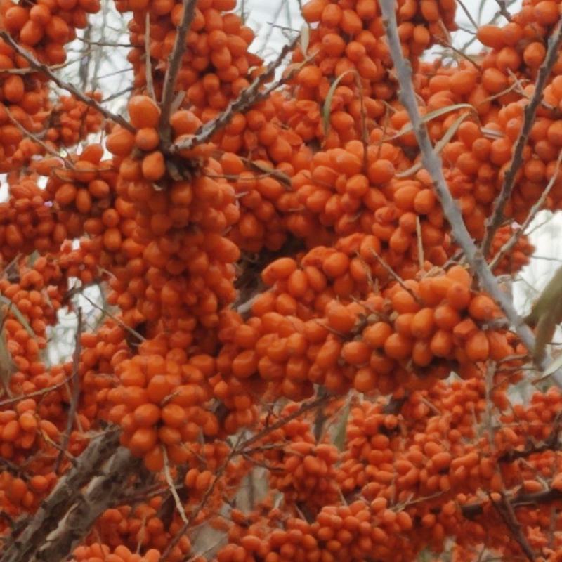 沙棘果