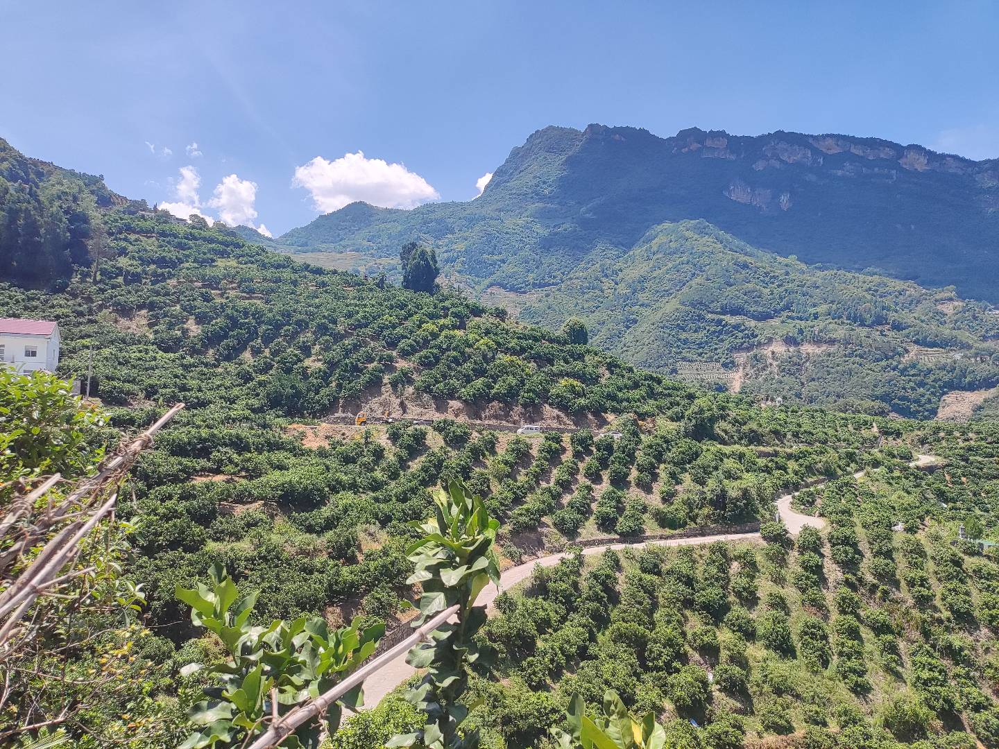 四川纽荷尔脐橙果园航拍全景，春季开花期，连片坡地梯田式种植，树冠整齐，土壤呈紫红色砂壤质地，远处可见岷江支流灌溉渠系
