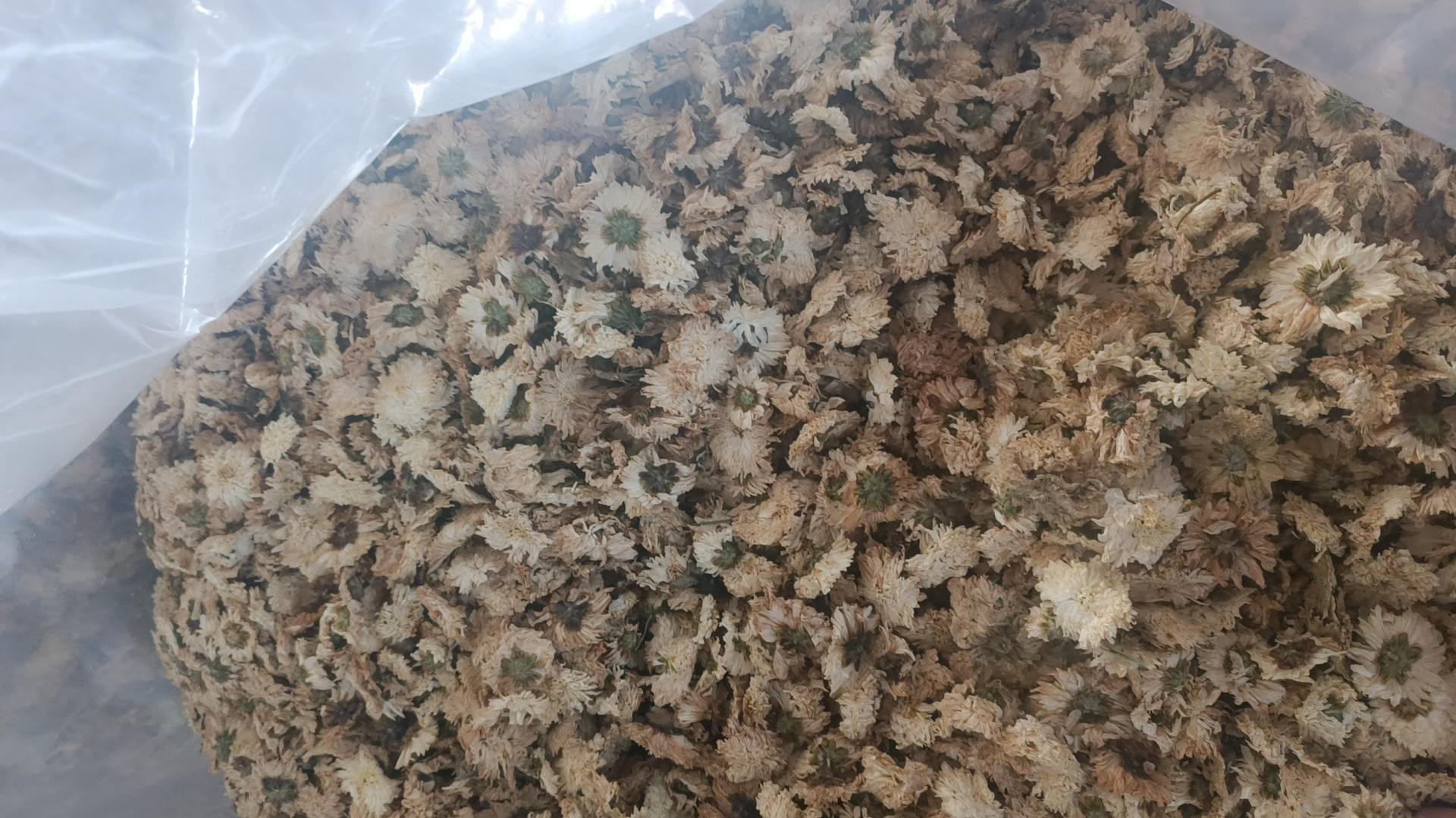 马齿苋白芷茶饮成品图