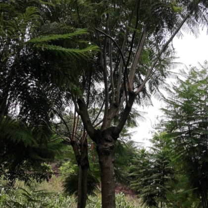 四川乐山市中区蓝花楹价格行情走势 - 一亩田