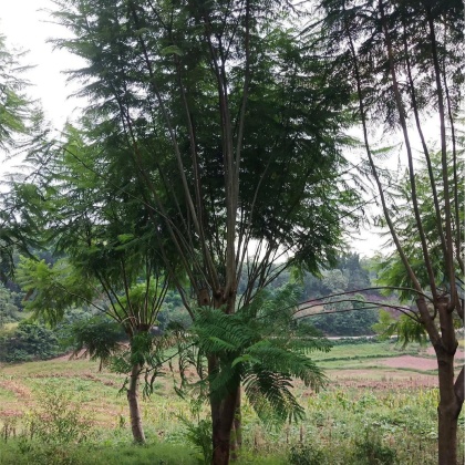 四川乐山市中区蓝花楹价格行情走势 - 一亩田