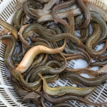 我要卖的货是泥鳅