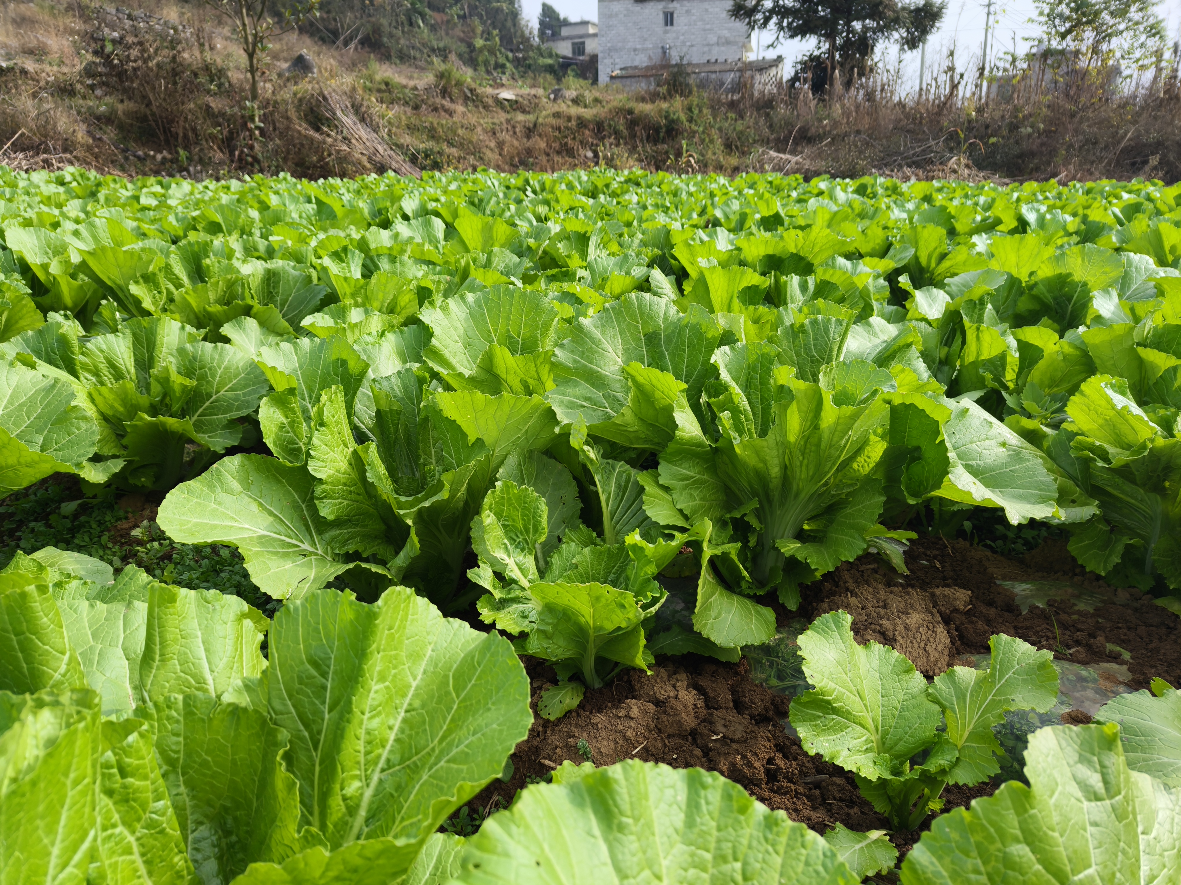 野油菜在油菜田中的生长情况