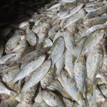 鱼肥鱼饲料