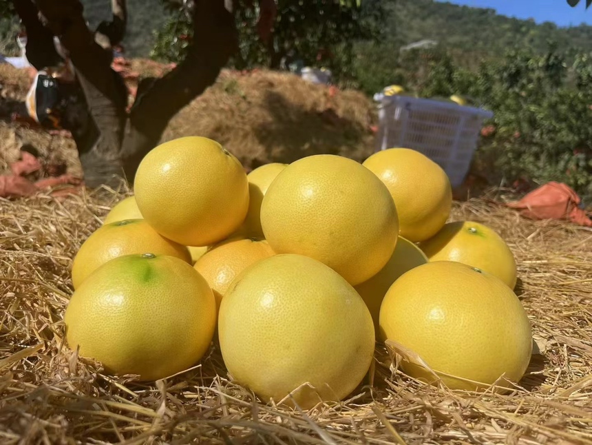 黄金葡萄柚夏季管理示意图