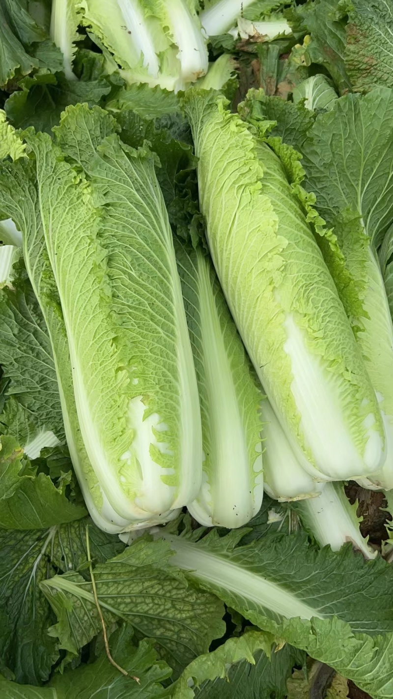 本地竹筒青大量现货供应.够卷够结实.毛菜,半净,净菜都可