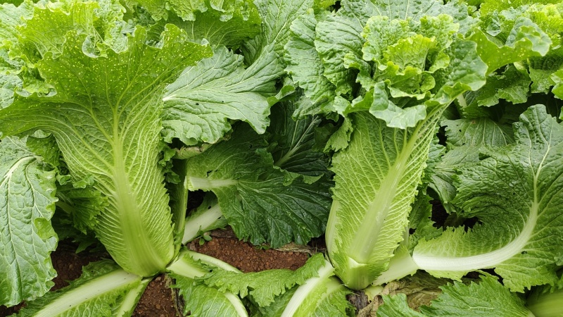 本地竹筒青大量现货供应.够卷够结实.毛菜,半净,净菜都可