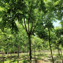 退田处理无患子湖北苗圃直发质量保证量大优惠欢迎订购