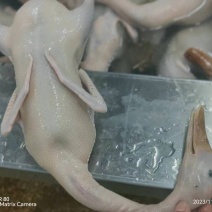 精品老麻鸭