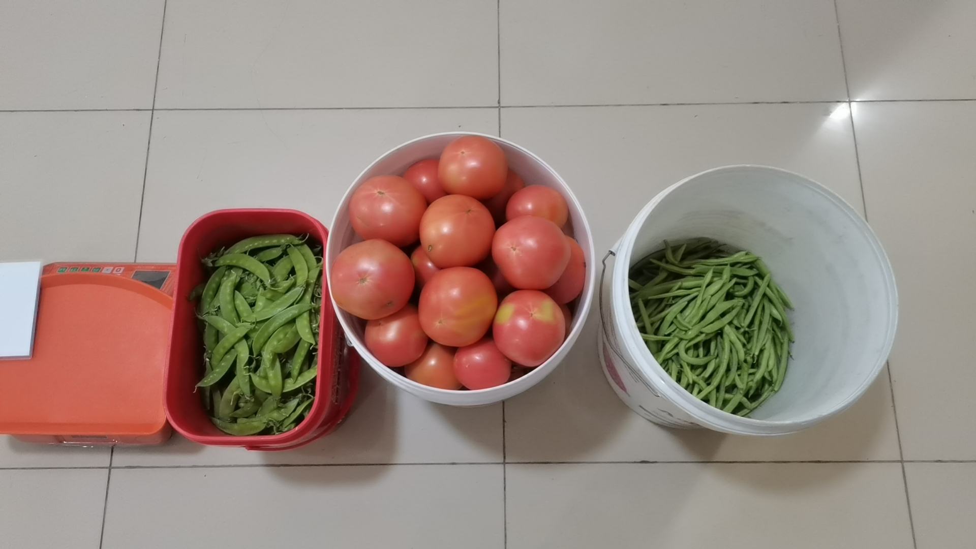 豌豆与称重器对比图