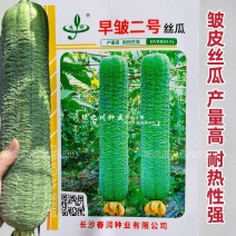 春润早皱二号丝瓜种子皱皮丝瓜种子耐热性强早熟高产褶皱明显