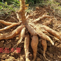 生木薯
