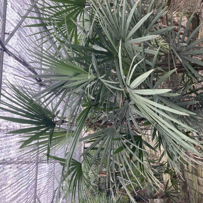 贵州黔南细叶棕竹产地货源批发价格行情