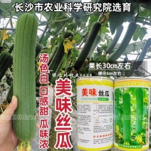 长沙农科院育成美味丝瓜种子白籽中长棒形丝瓜种子汤色白味甜