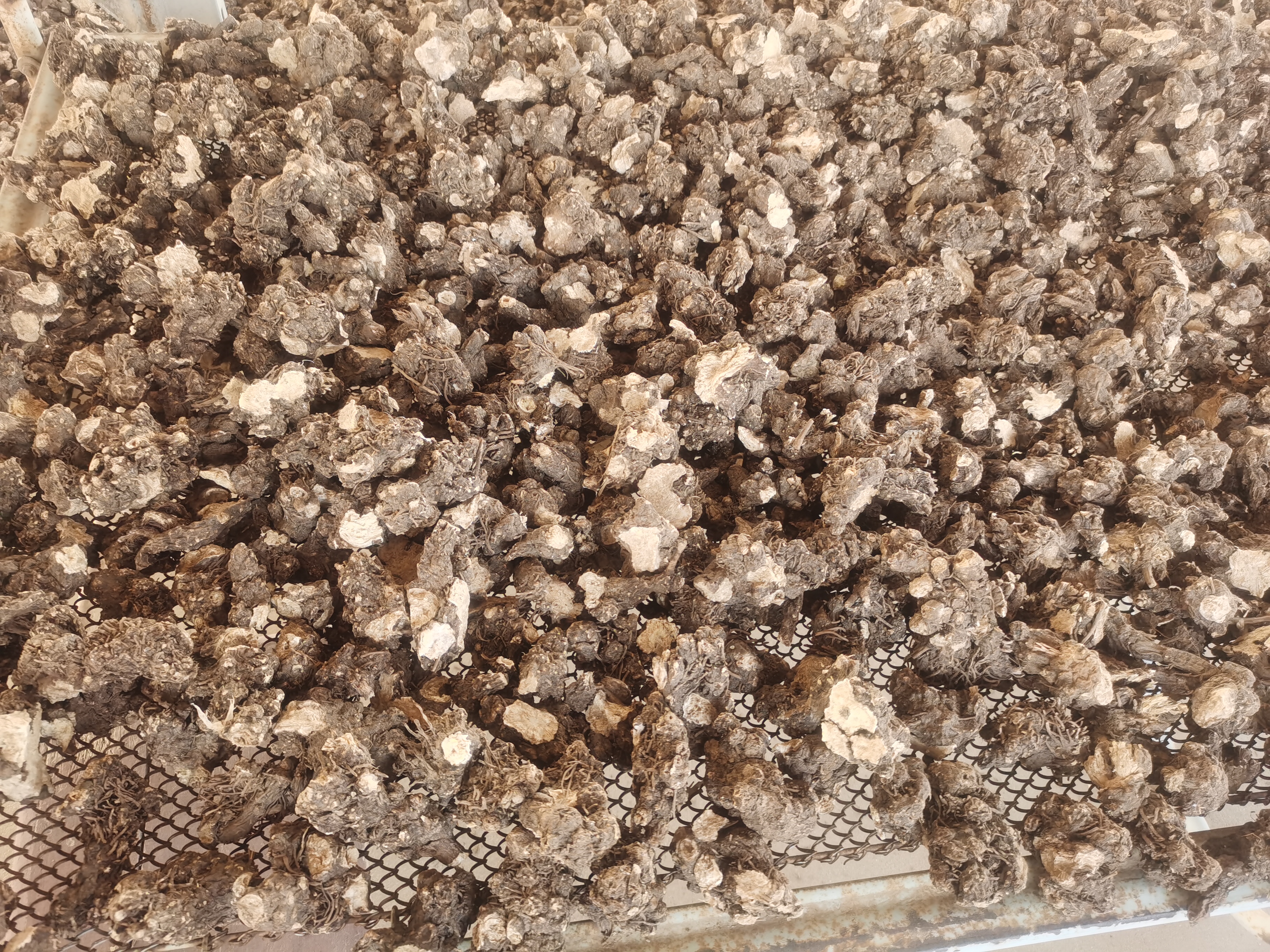 白术白芷白附子僵蚕绿豆面膜成分图