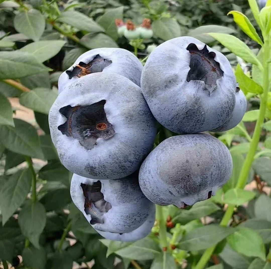 蓝莓表面的白色果霜特写