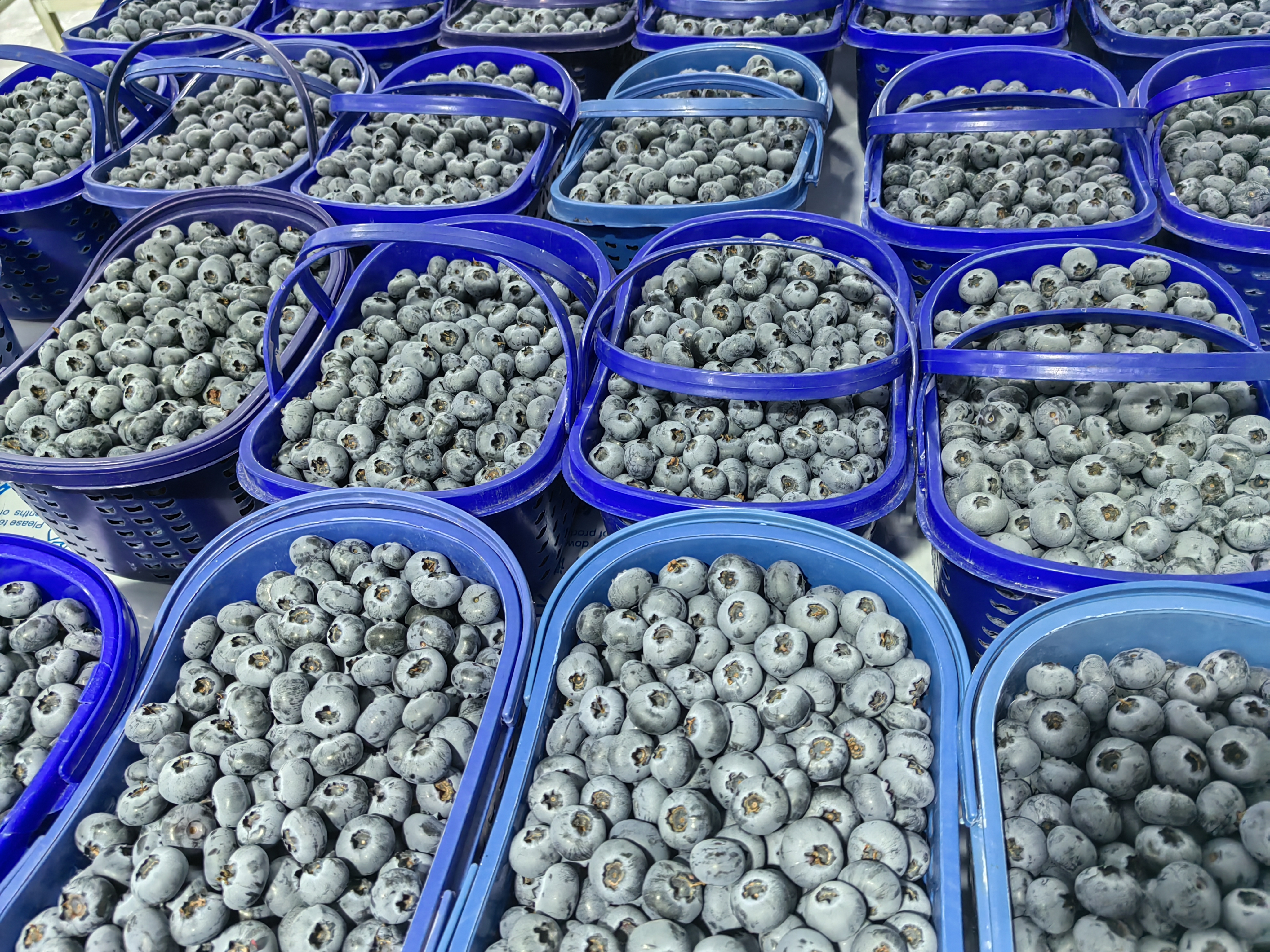 高血糖人群挑选蓝莓与李子