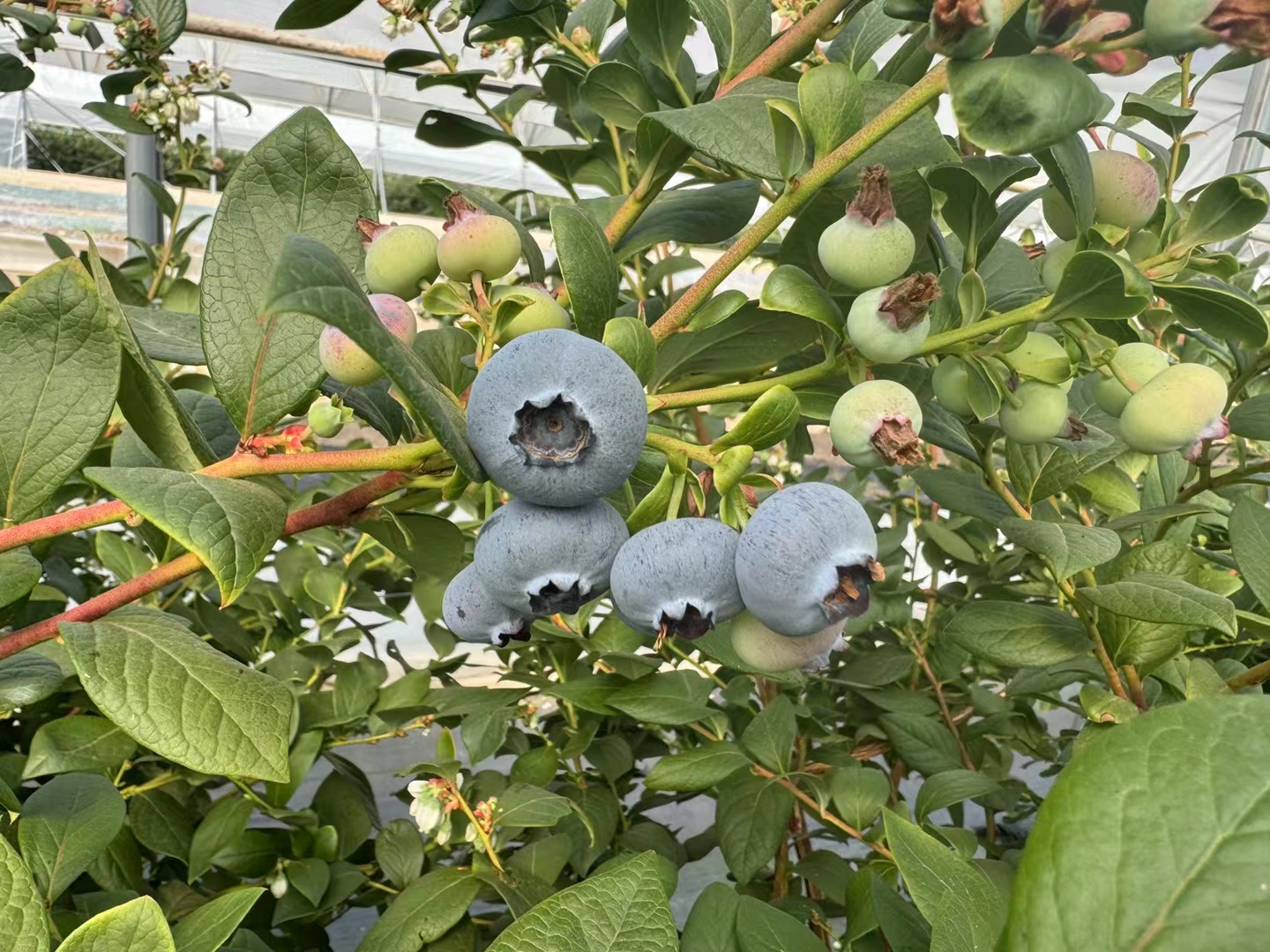 蓝莓横截面展示果肉为绿色