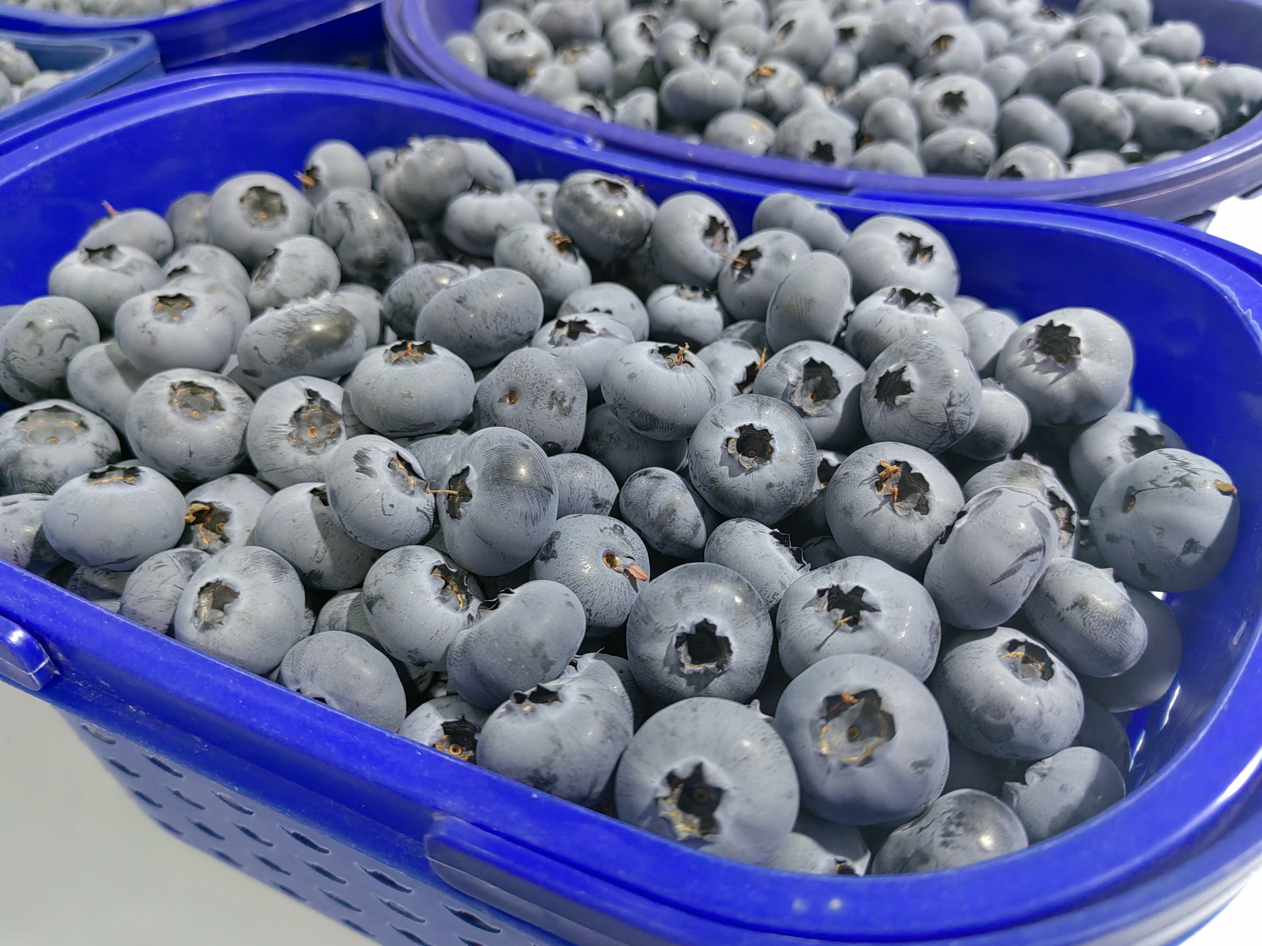 蓝莓果实在阳光下散发诱人光泽